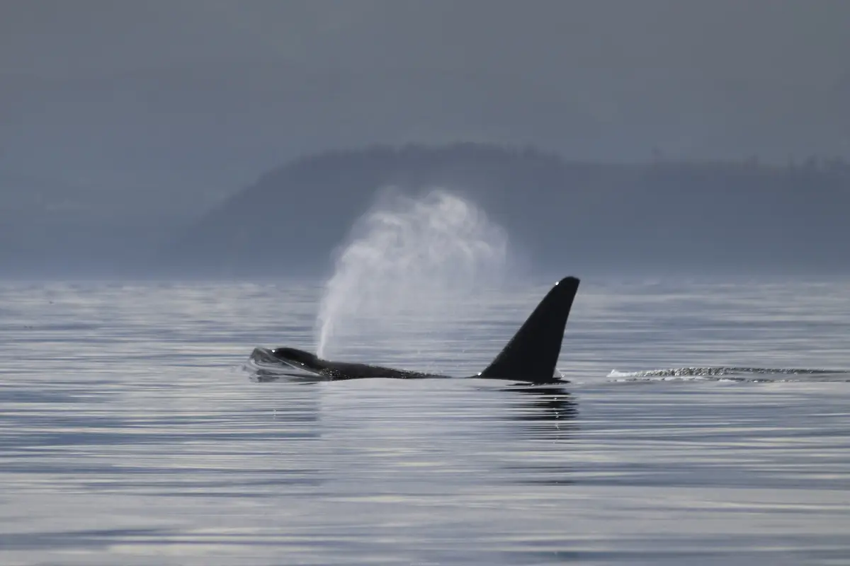 Orca dorsal fin and spout of vapour on grey calm water