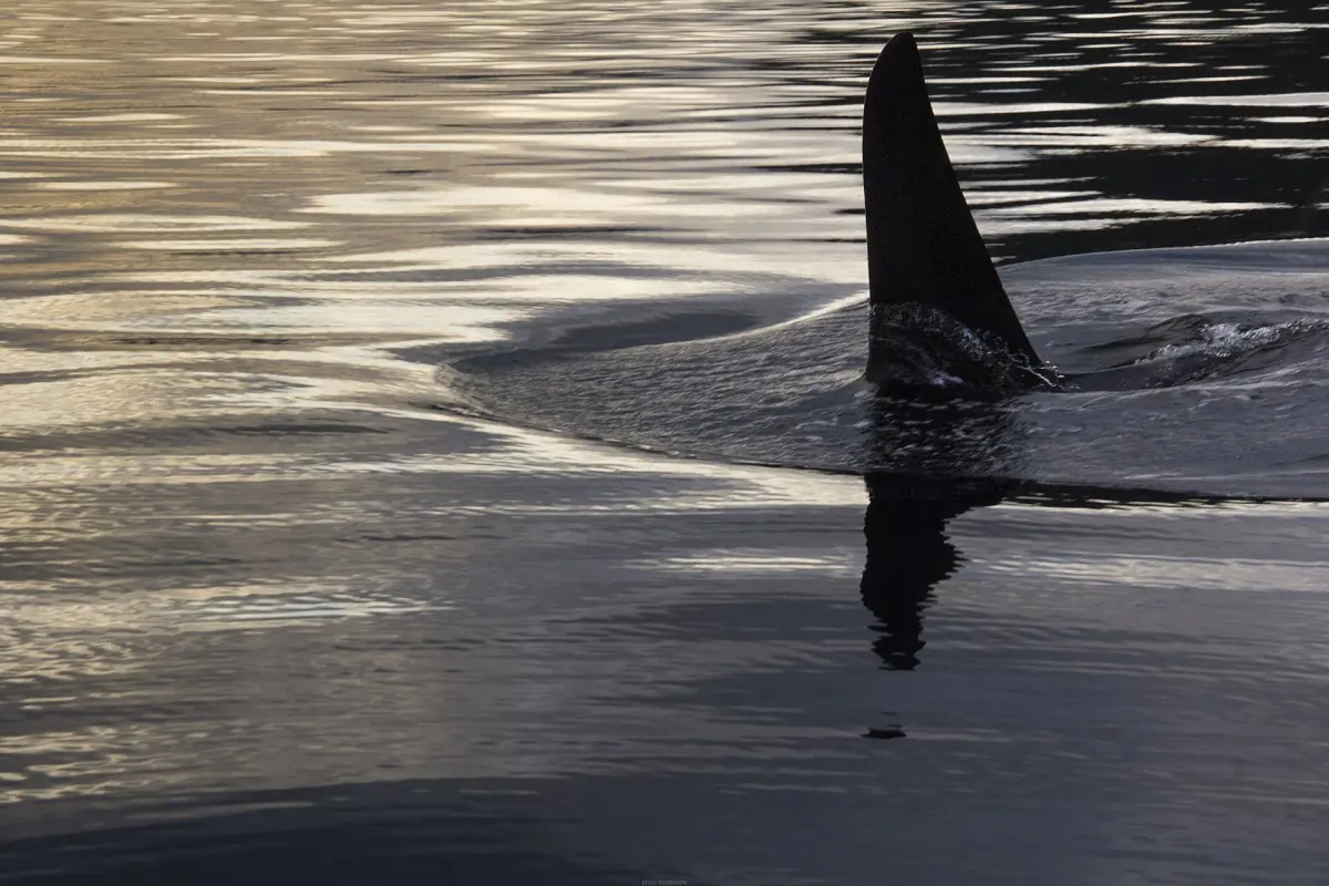 Large orca dorsal fin cutting through calm shimmering water
