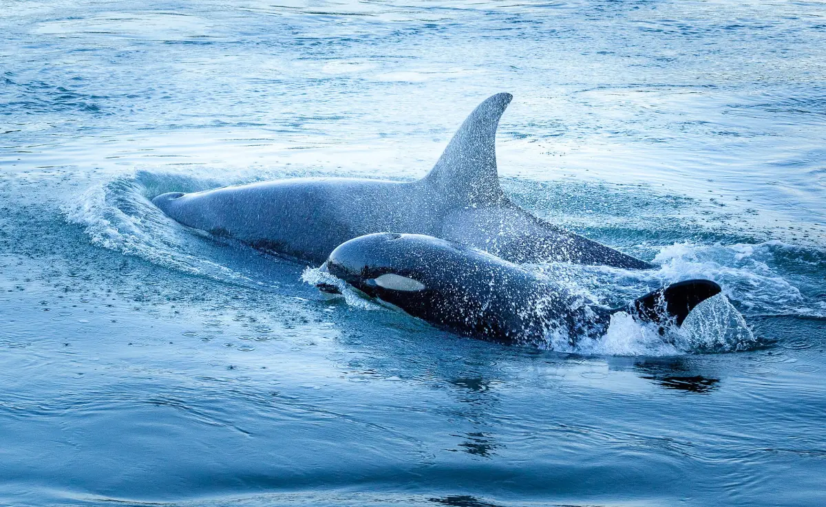 Orca mother and calf swimming together just beneath the blue surface