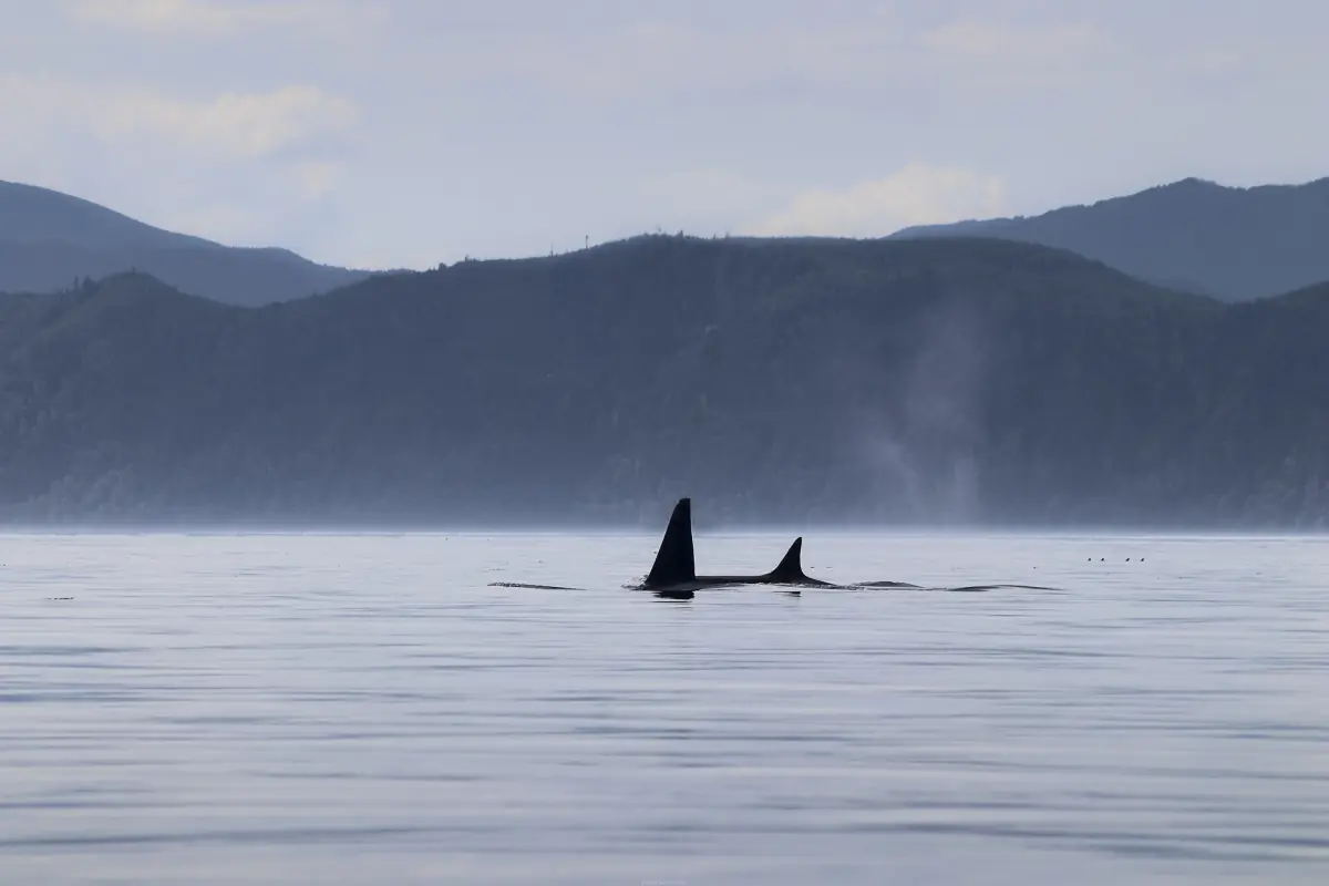 Two orcas surfacing with a misty blow in front of coastal mountains
