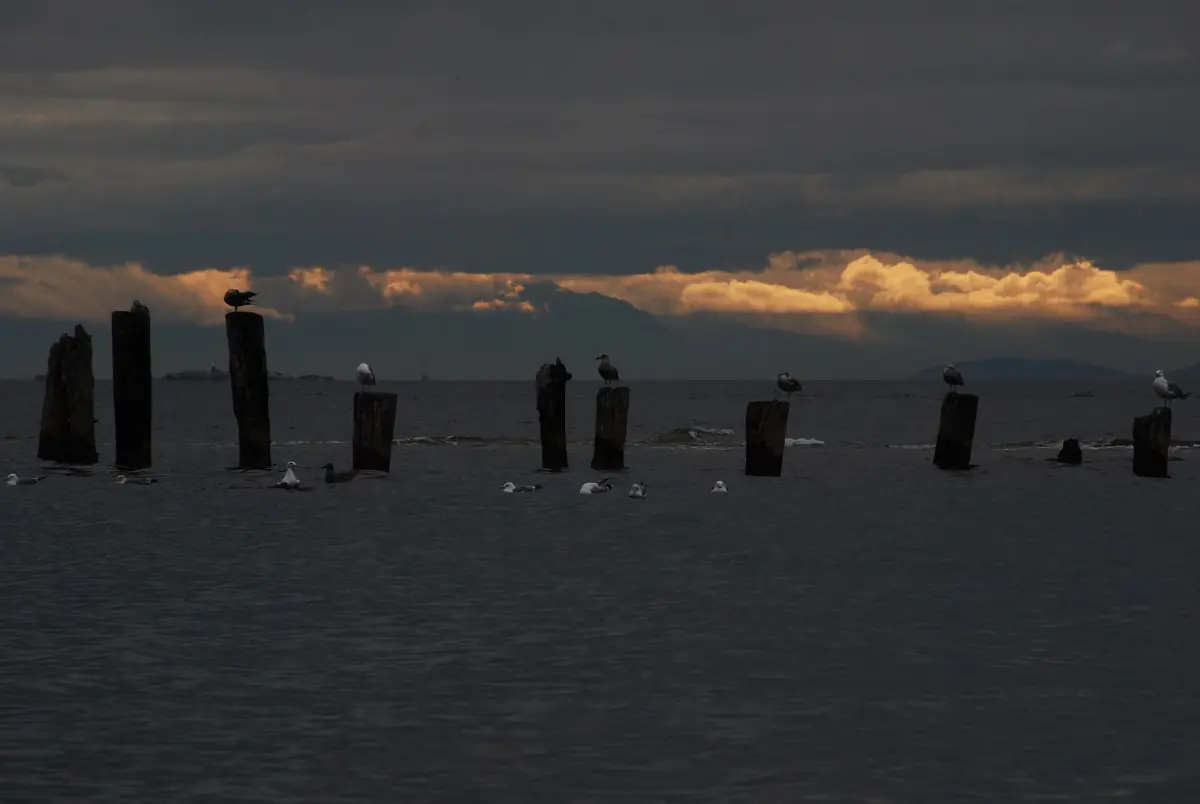 Weathered wooden pier pilings in the water under a dusky evening sky