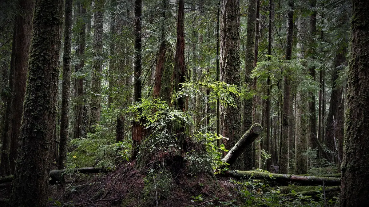 Old cedars and ferns in the temperate rainforest of the Sunshine Coast