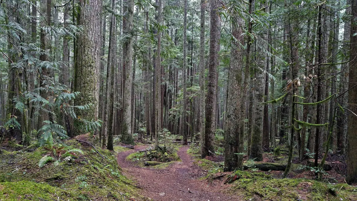 Narrow dirt path winding through a mossy coastal forest