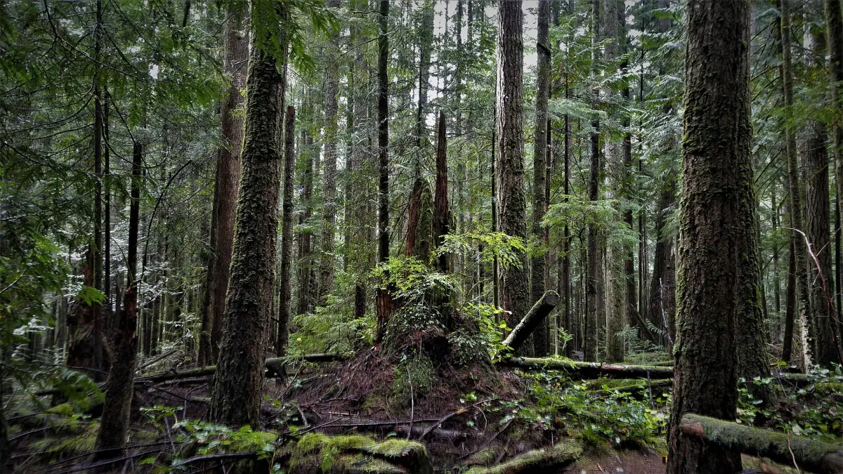 Tall evergreen rainforest along a trail on the Sunshine Coast